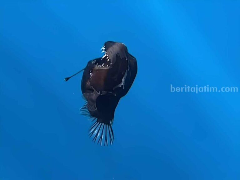 Ikan Anglerfish Langka di Pantai Spanyol: Penemuan Menjanjikan