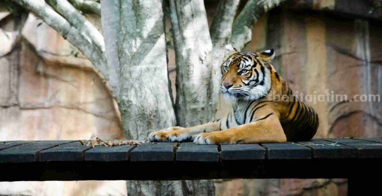 5 Kebun Binatang Terbaik di Jawa Timur untuk Liburan Keluarga